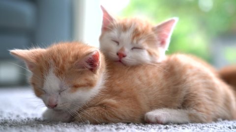 Kitten Stock Video Footage - 4K and HD Video Clips | Shutterstock