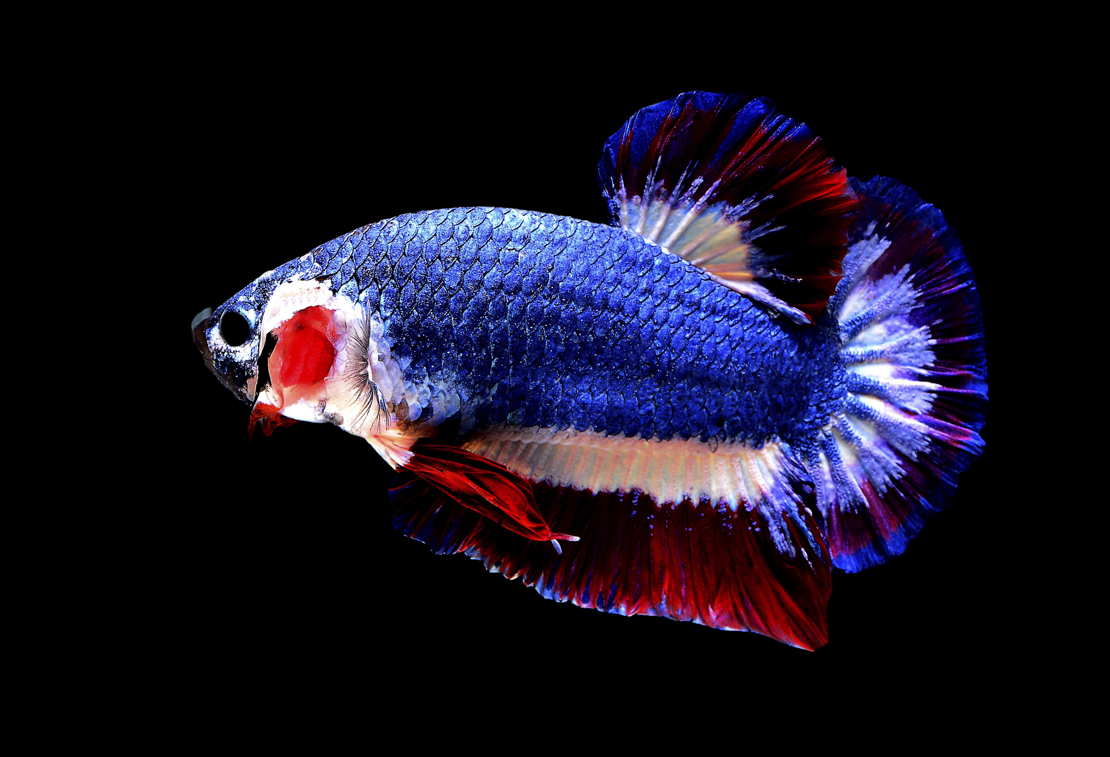 Betta fish with unusual look sells for $1,530 online
